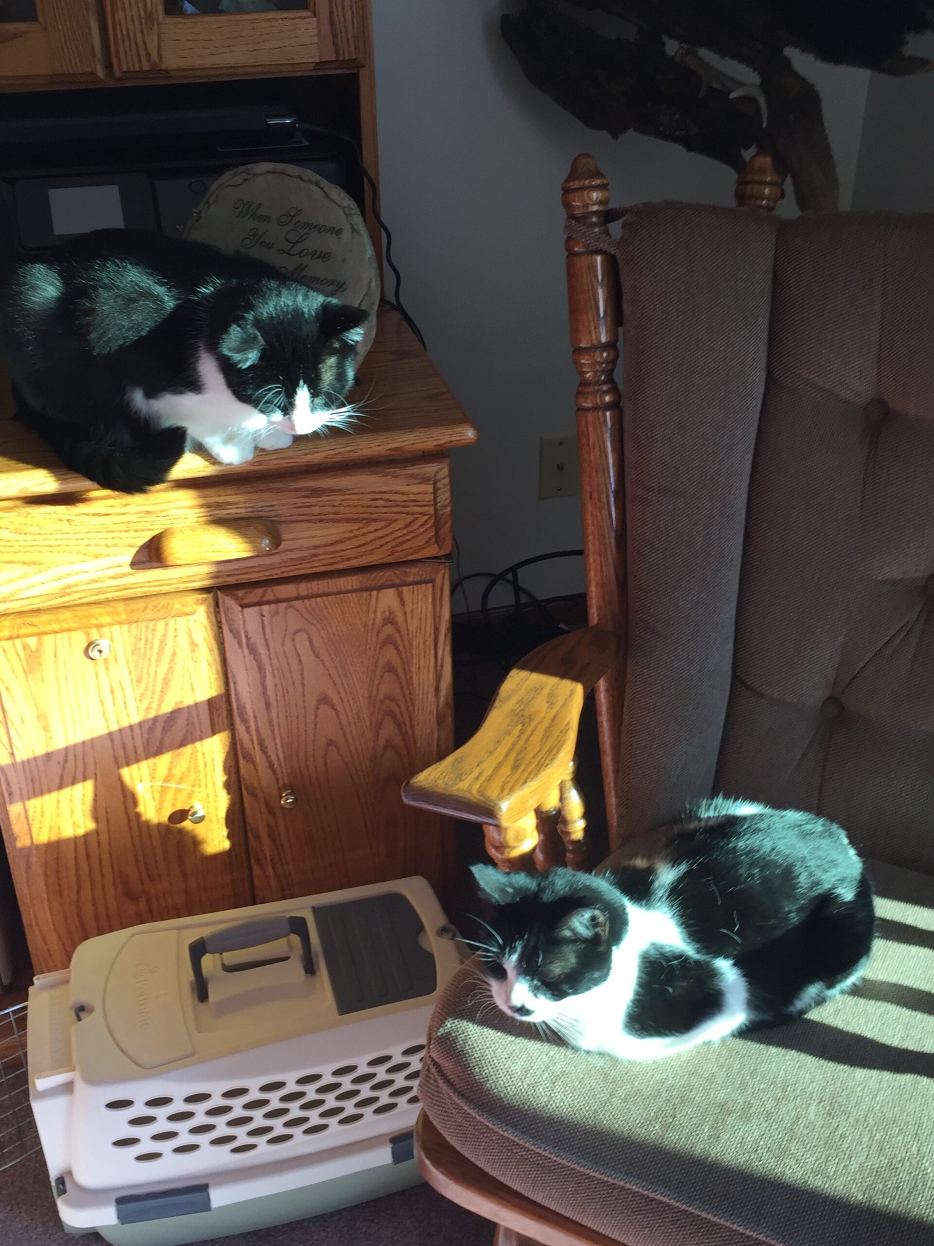 Why Are There Holes In The Box Katie Jo Pockat why-are-there-holes-in-the-box-katie-jo-pockat